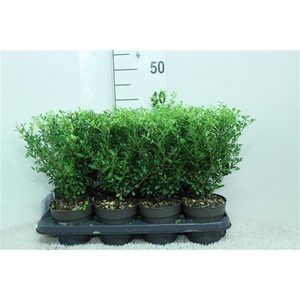 Ilex crenata Luxus P13 potgekweekt