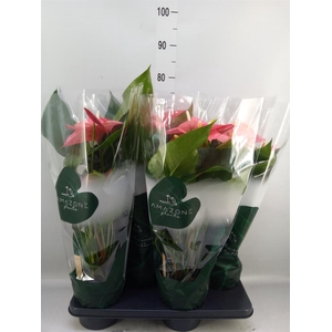 Anthurium andr. 'Colorado'