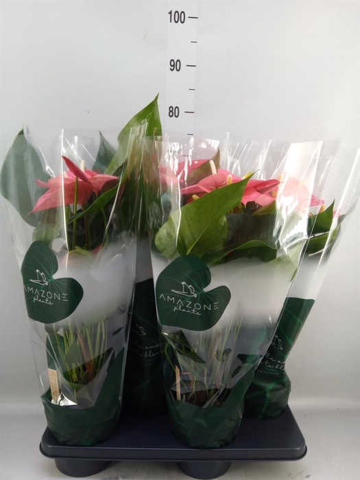 <h4>Anthurium andr. 'Colorado'</h4>
