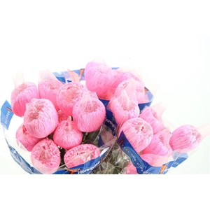 Chr G Kbh Pink (pale)