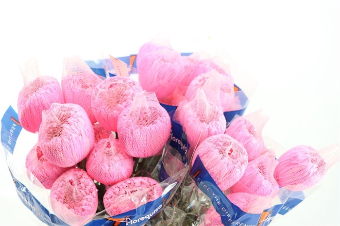 <h4>Chr G Kbh Pink (pale)</h4>