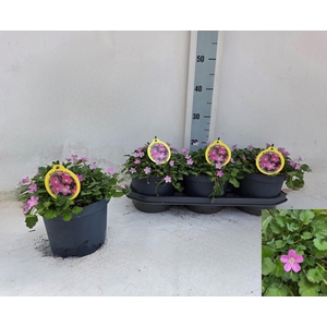 EROD X VA BISHOPS FO