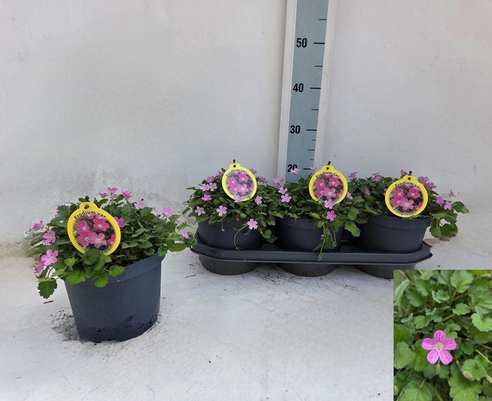 <h4>EROD X VA BISHOPS FO</h4>