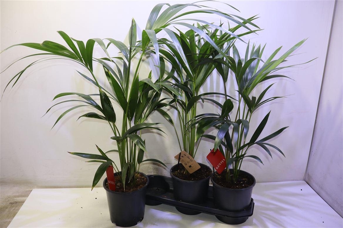 <h4>Howea Forsteriana</h4>