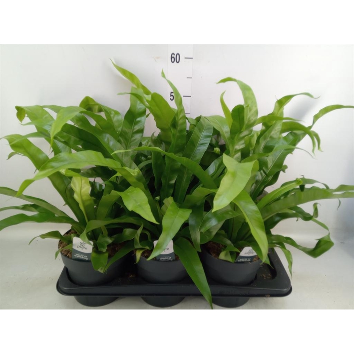 <h4>Asplenium antiquum</h4>