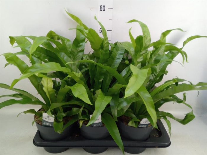 <h4>Asplenium antiquum</h4>