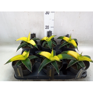 Sansevieria  'Star Canary'