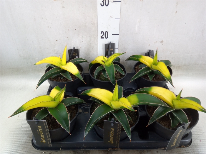 <h4>Sansevieria  'Star Canary'</h4>