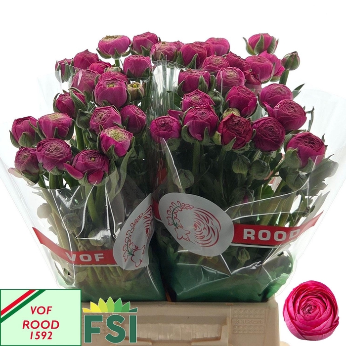 <h4>RAN AAZUR DEEP ROSE</h4>