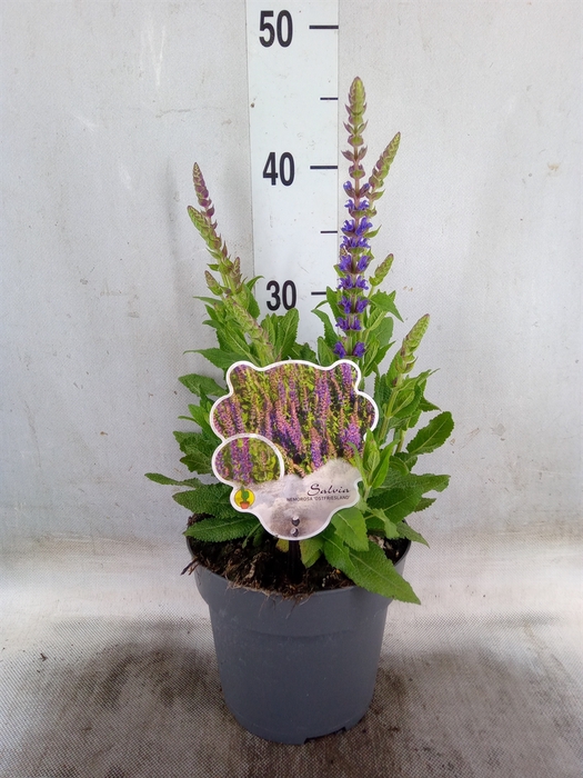 <h4>Salvia nemorosa 'Ostfriesland'</h4>