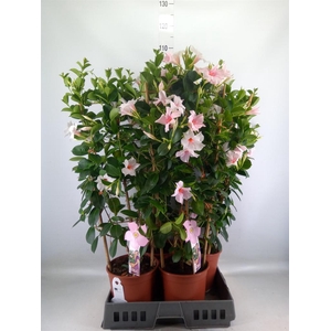 Mandevilla sand. 'SumStar Pink Tou'
