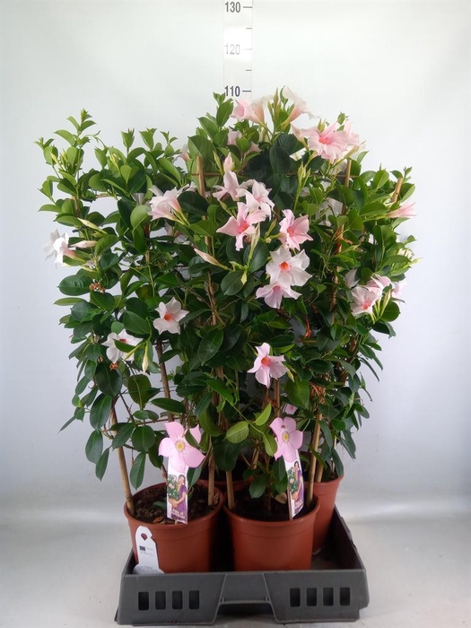 <h4>Mandevilla sand. 'SumStar Pink Tou'</h4>