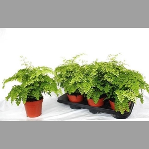 Adiantum raddi. 'Fragrans'
