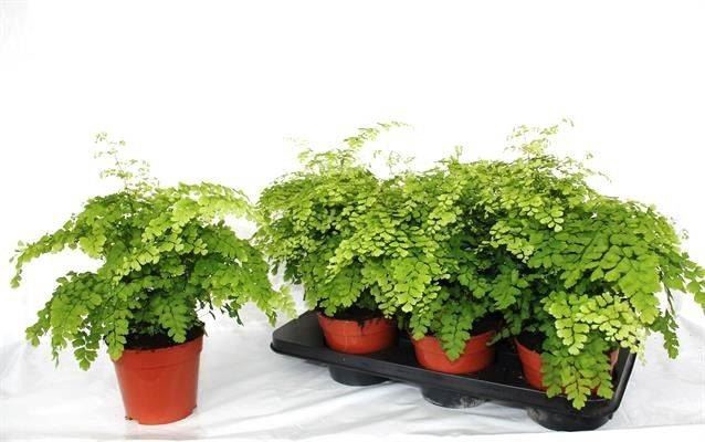 <h4>Adiantum raddi. 'Fragrans'</h4>