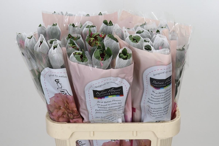 <h4>Alstroemeria Fashionista Sofiena</h4>