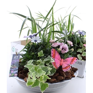 ARR TUINPLANTEN