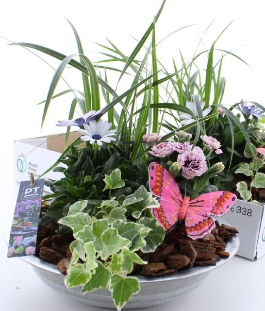 <h4>ARR TUINPLANTEN</h4>