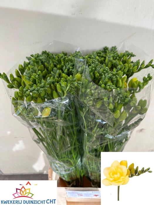 <h4>Freesia du Grandeur</h4>