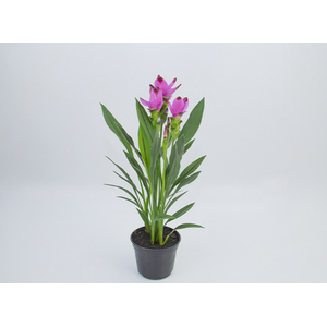 CURCUMA SIAM SPLASH P15