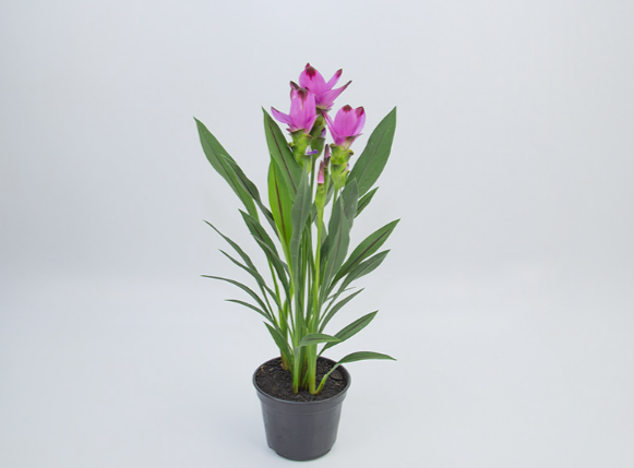 <h4>CURCUMA SIAM SPLASH P15</h4>