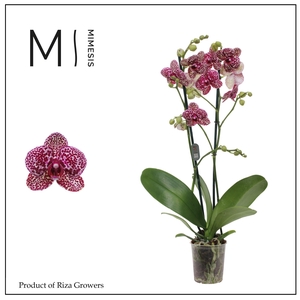 Phalaenopsis Wildcat 2 spike - 12cm | Mimesis