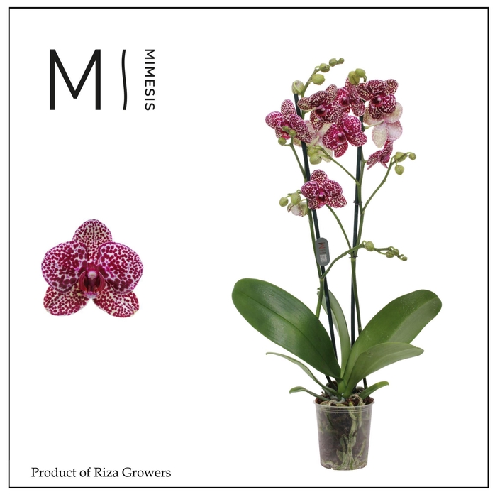 <h4>Phalaenopsis Wildcat 2 spike - 12cm | Mimesis</h4>