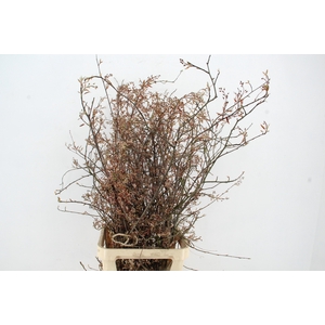 AMELANCHIER LAMARCKI