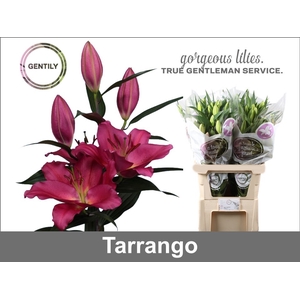 LI OR TARRANGO