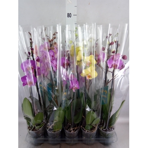 Phalaenopsis   ...mix  5