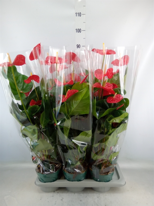 <h4>Anthurium andr. 'Madural'</h4>