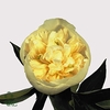 Paeonia duchess de nemours