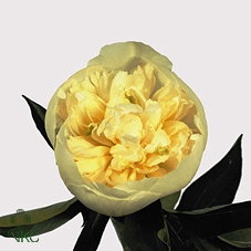 Paeonia duchess de nemours