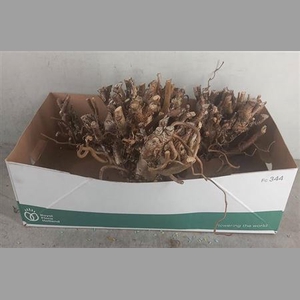 Corylus Av Contorta Stronken