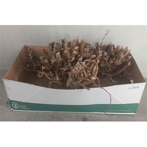 Corylus Av Contorta Stronken