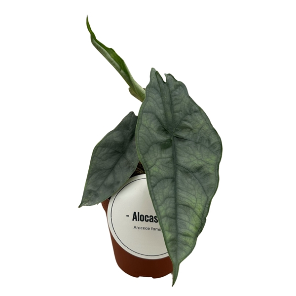 <h4>Alocasia Het. Dragons Breath</h4>