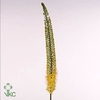 EREMURUS YELLOW REBE