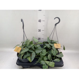 Epipremnum pinn. 'Cebu Blue'