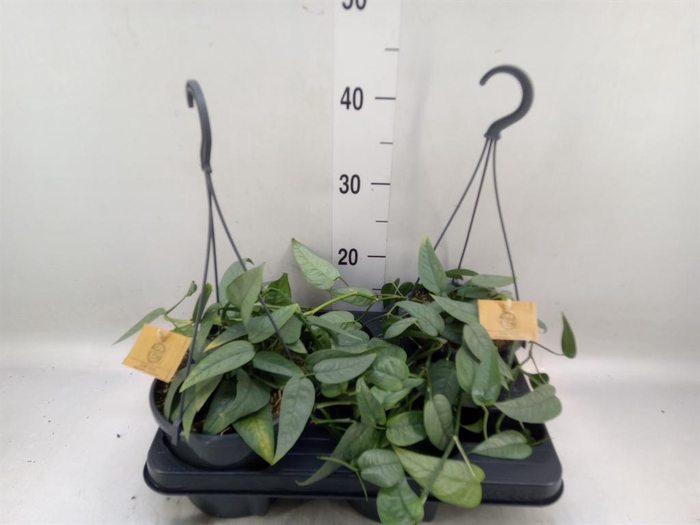 <h4>Epipremnum pinn. 'Cebu Blue'</h4>