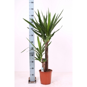 YUCCA