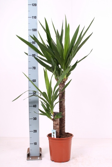 <h4>YUCCA</h4>