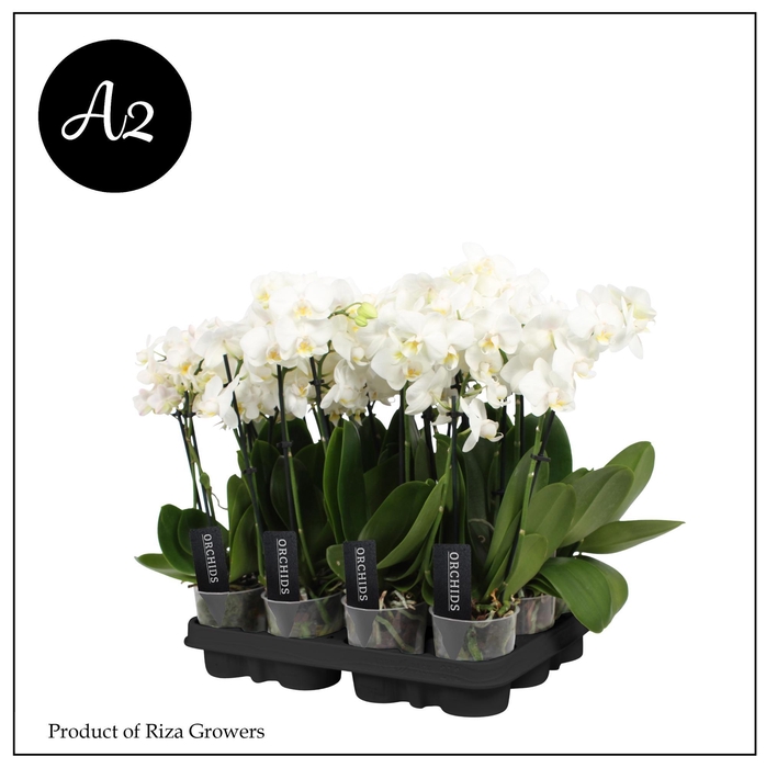 <h4>Phalaenopsis A2 Multi White 2+ spike – 9cm</h4>