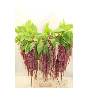 Amaranthus