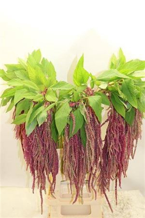 <h4>Amaranthus</h4>