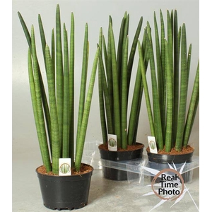 Sansevieria Cylindrica 17Ø 65cm