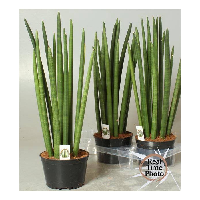 <h4>Sansevieria Cylindrica 17Ø 65cm</h4>
