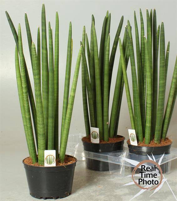 Sansevieria Cylindrica 17Ø 65cm