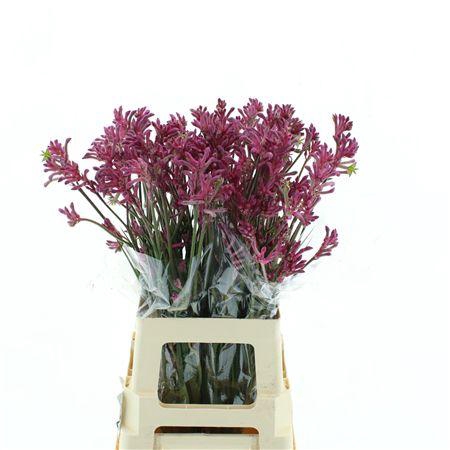 <h4>Anigoz Mini Pearl</h4>