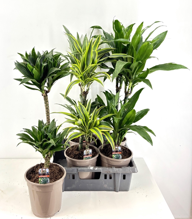 <h4>DRA DE OV GEM</h4>