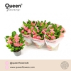 Euphorbia Charlotte