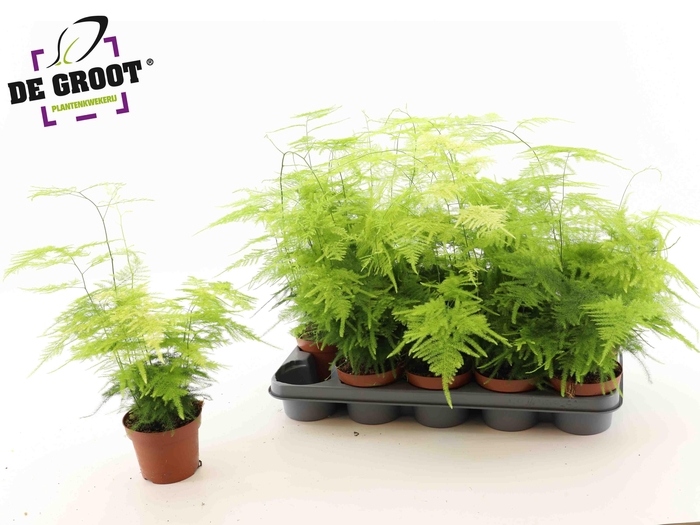 <h4>ASPAR SETACEUS</h4>